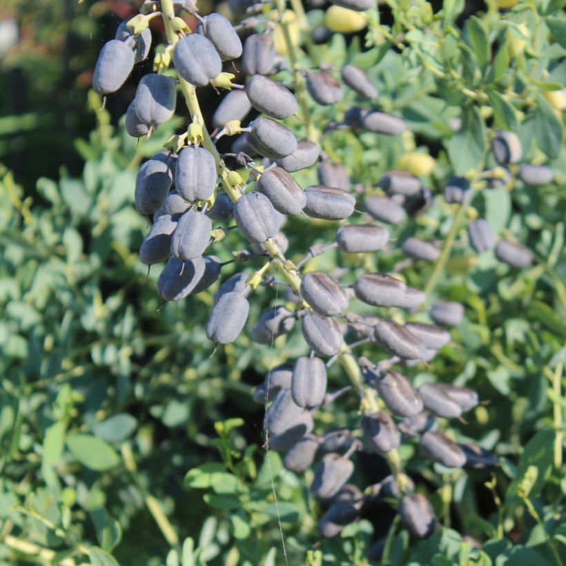 Baptisia alba var macrophylla - Falso índigo blanco (Cosecha)