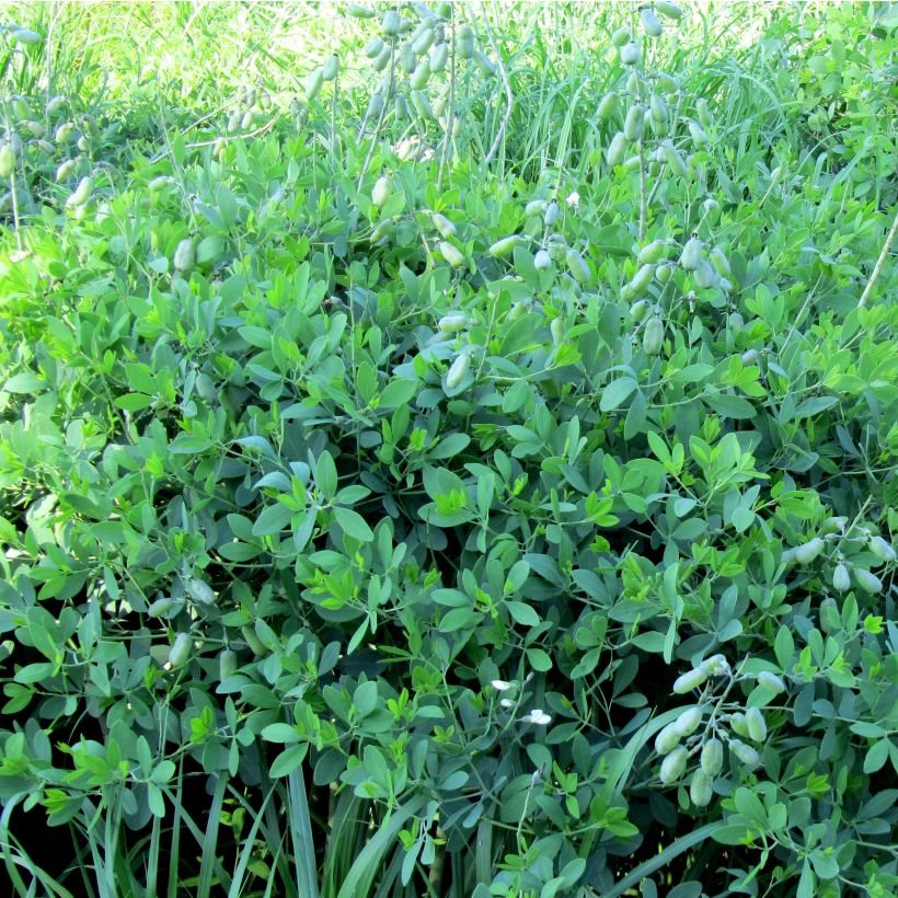 Baptisia alba var macrophylla - Falso índigo blanco (Porte)