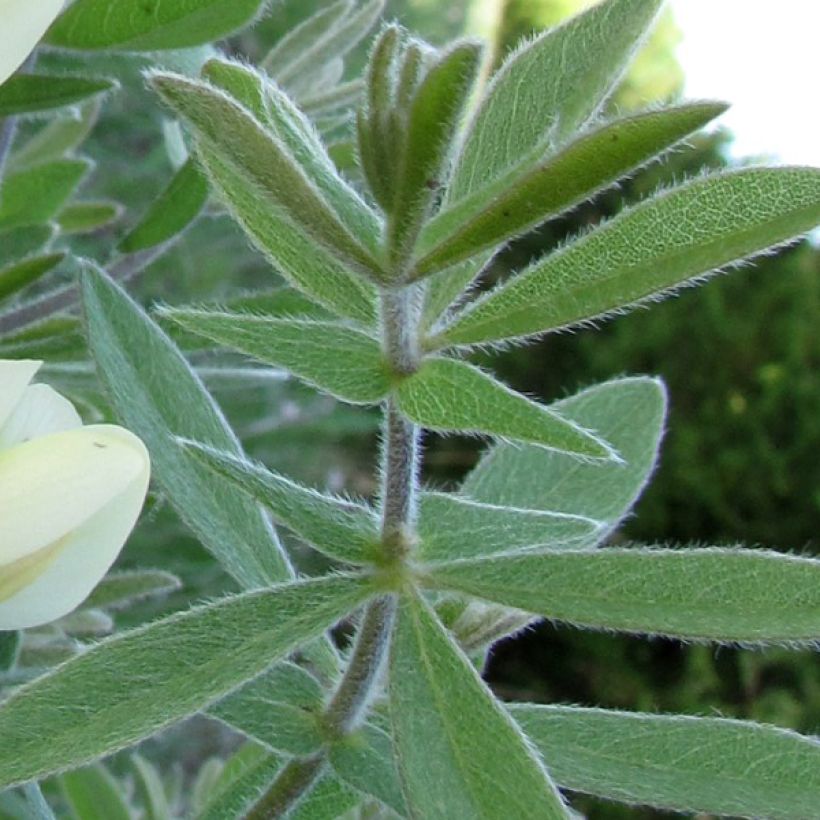 Baptisia bracteata (Follaje)