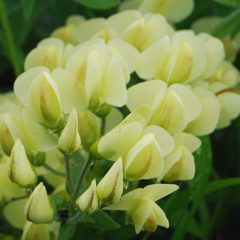 Baptisia bracteata (Floración)