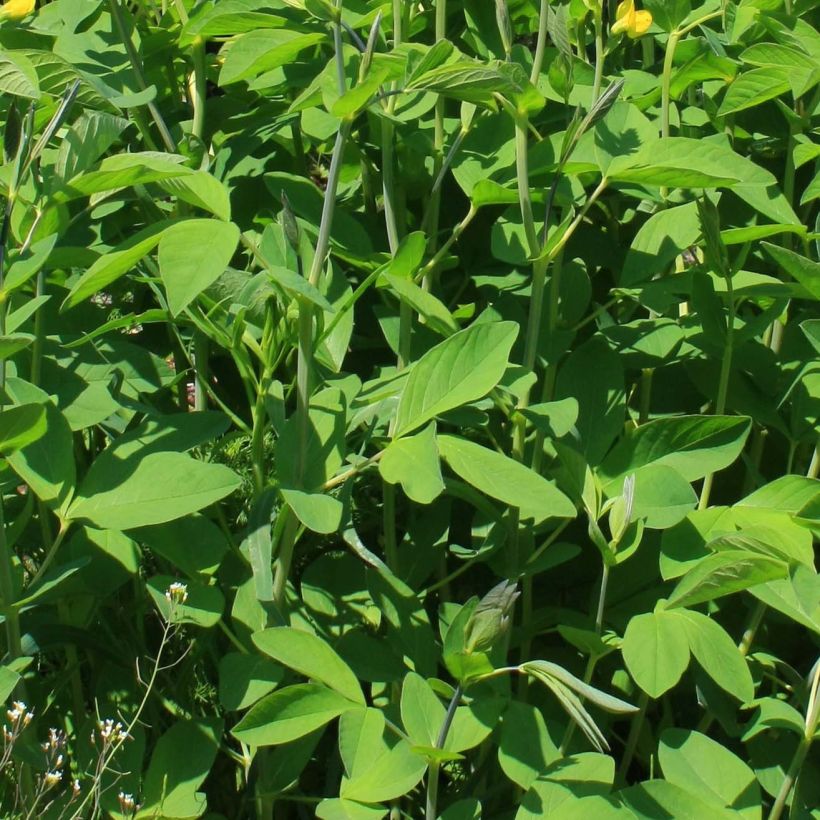 Baptisia sphaerocarpa - índigo amarillo (Follaje)