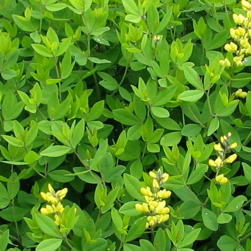 Baptisia tinctoria - Añil basto (Follaje)