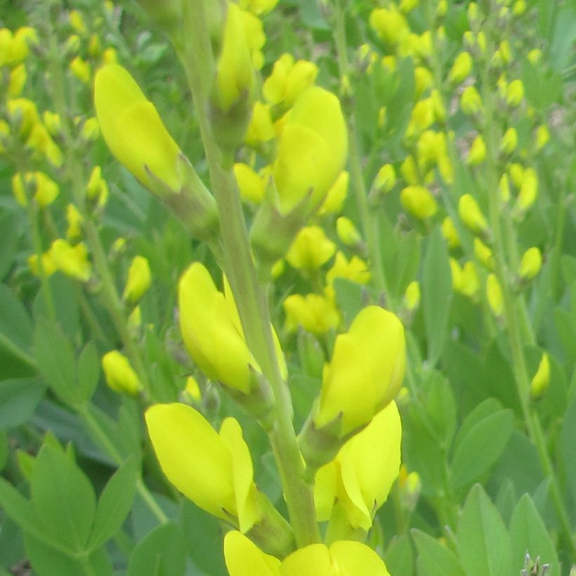 Baptisia tinctoria - Añil basto (Floración)