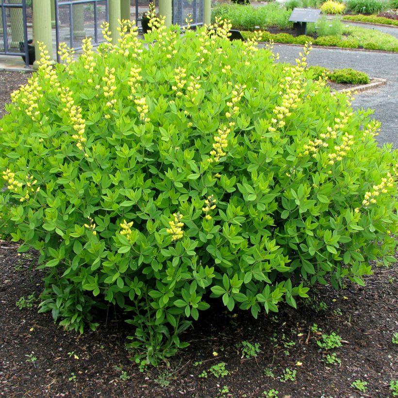 Baptisia tinctoria - Añil basto (Porte)