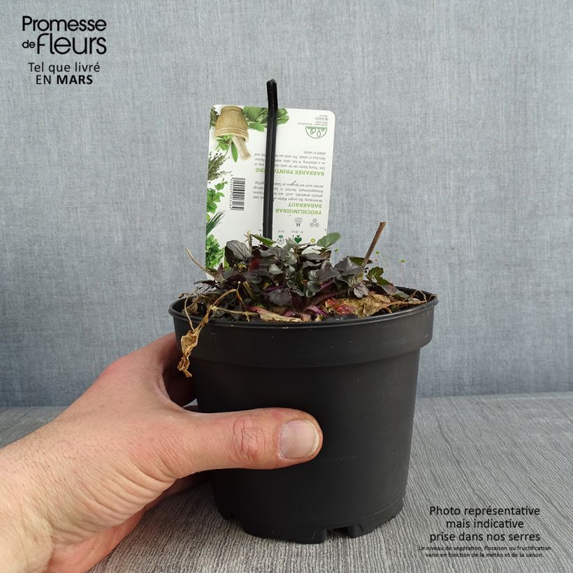 Barbarea verna - Cresson de terre ou de jardin, barbarée printanière Pot de 1,5L/2L Ejemplar entregado en invierno