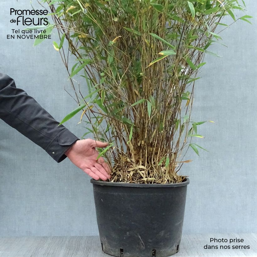 Ejemplar de Bashania fargesii - Bambou argenté Pot de 12L/15L entregado en otoño