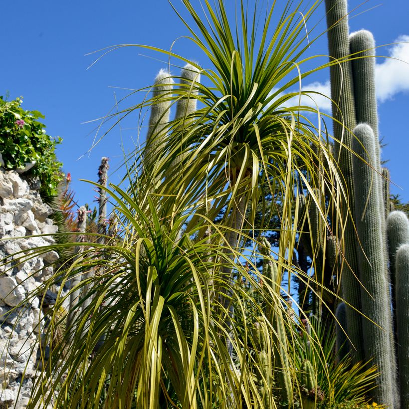 Beaucarnea recurvata - Nolina (Follaje)