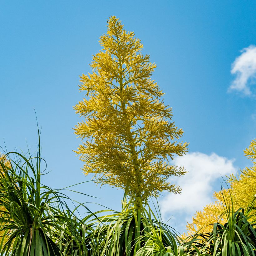 Beaucarnea recurvata - Nolina (Floración)