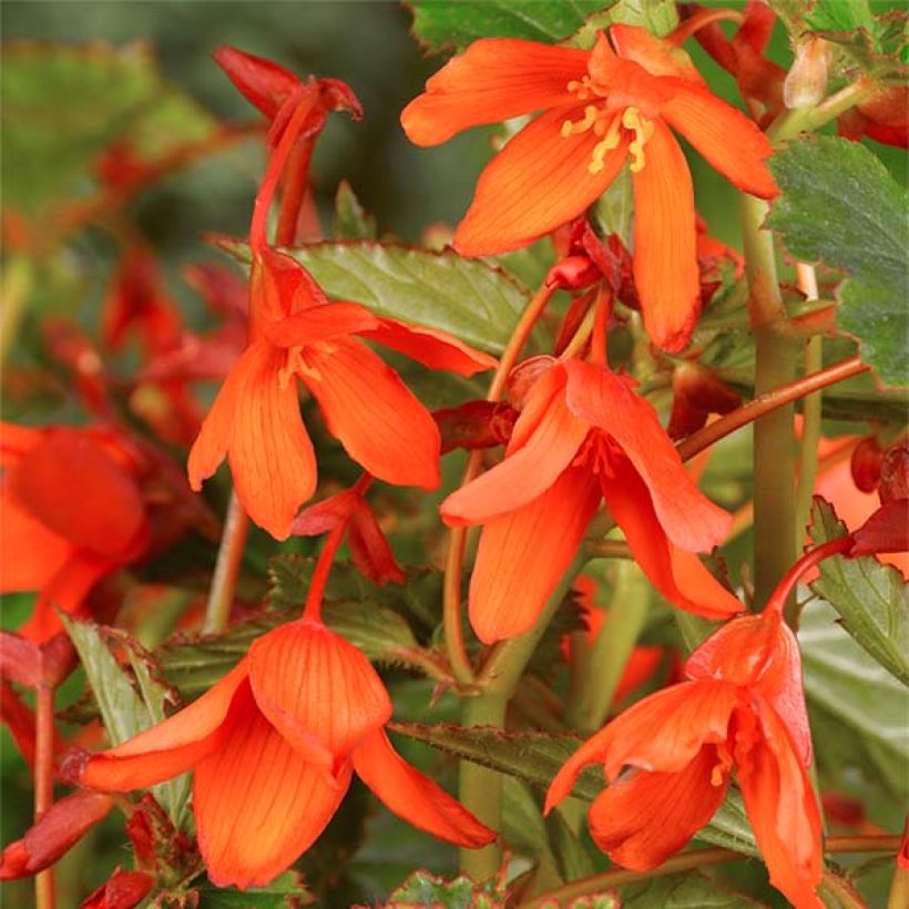 Begonia Tuberhybrida Bertini (Floración)