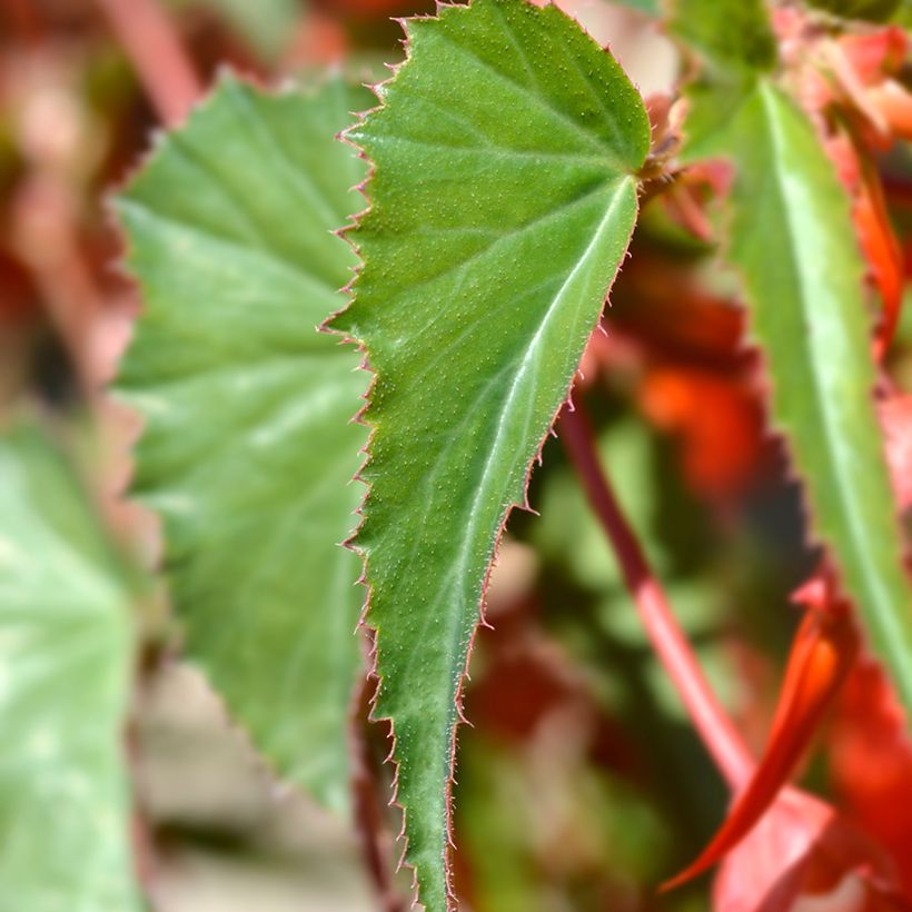 Begonia boliviensis Santa Cruz (Follaje)