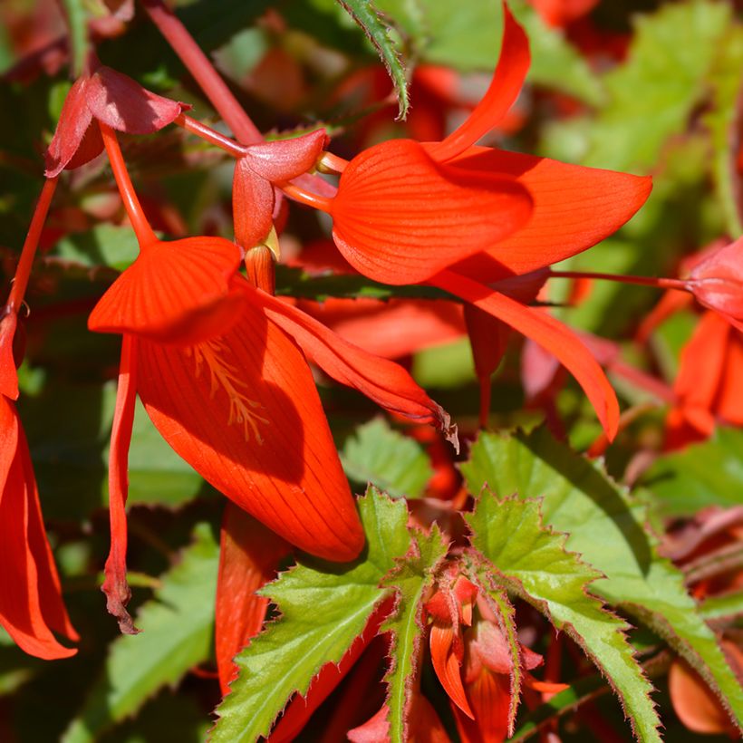 Begonia boliviensis Santa Cruz (Floración)