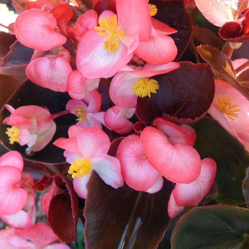 Begonia F1 Big Rose Bronze Leaf (Floración)