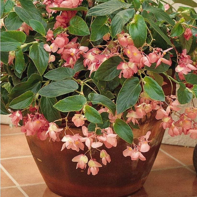 Begonia Siempre-florida Dragon Wing Pink (Follaje)