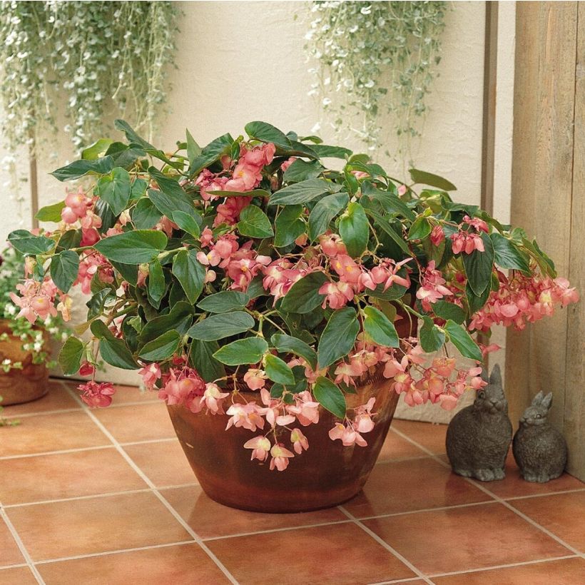 Begonia Siempre-florida Dragon Wing Pink (Porte)