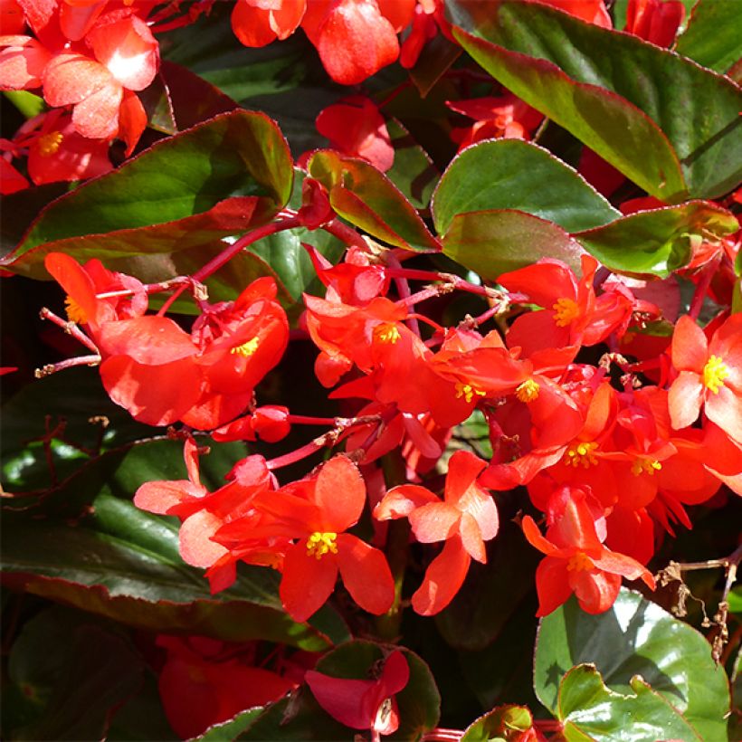 Begonia Siempre-florida Dragon Wing Red (Floración)