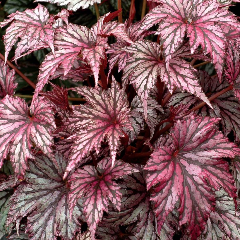 Begonia Garden Angel Plum (Follaje)