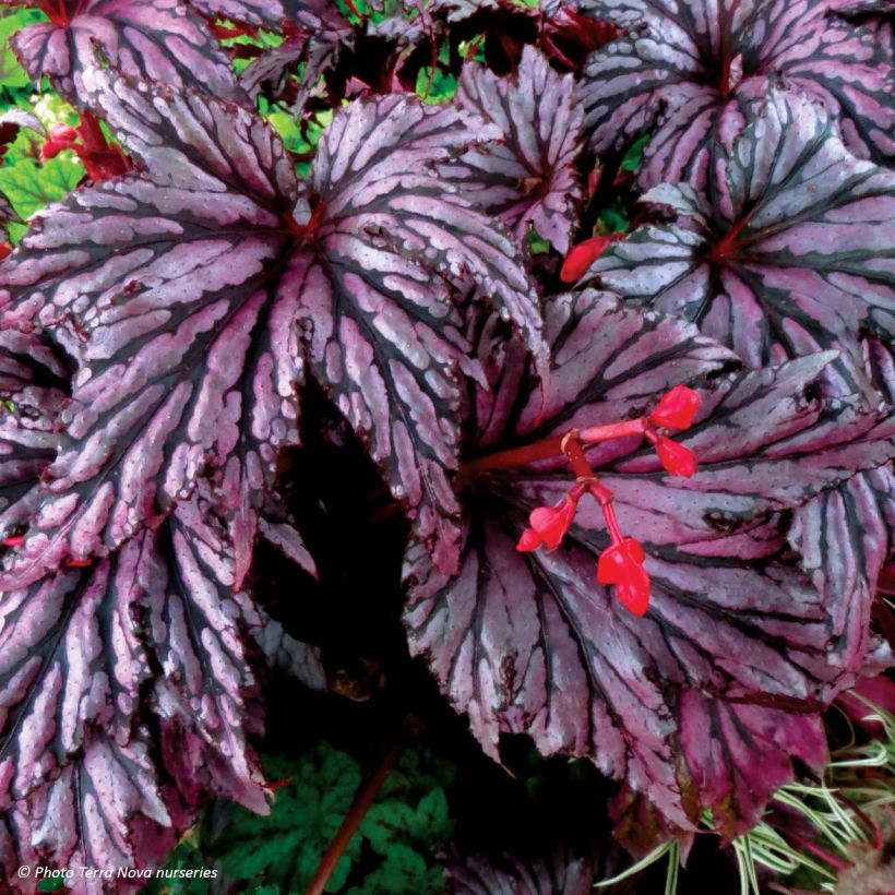 Begonia Garden Angel Plum (Floración)