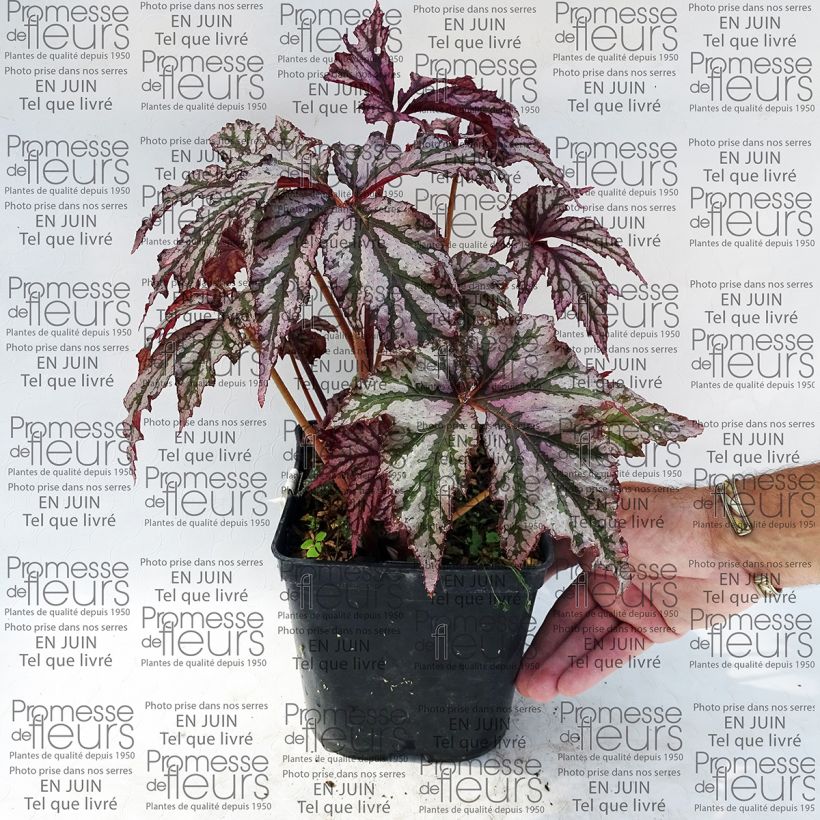 Ejemplo de ejemplar de Begonia Garden Angel Plum Pot de 2L/3L tal y como se entrega