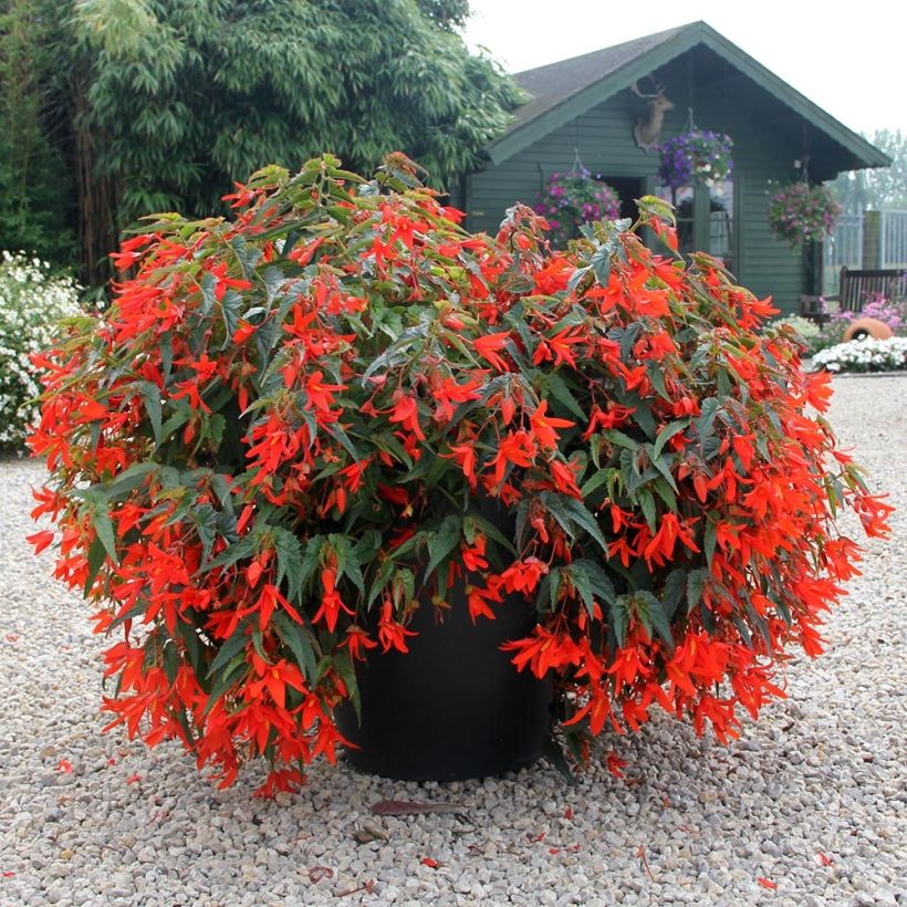 Begonia Santa Cruz Orange (Porte)