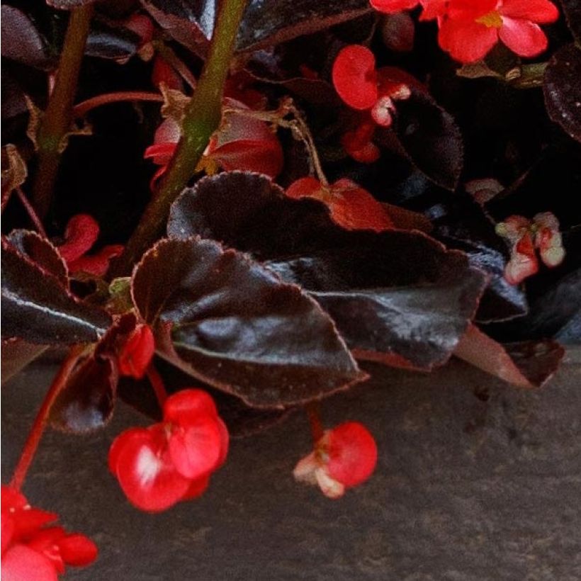 Begonia Viking Bronze Red (Follaje)