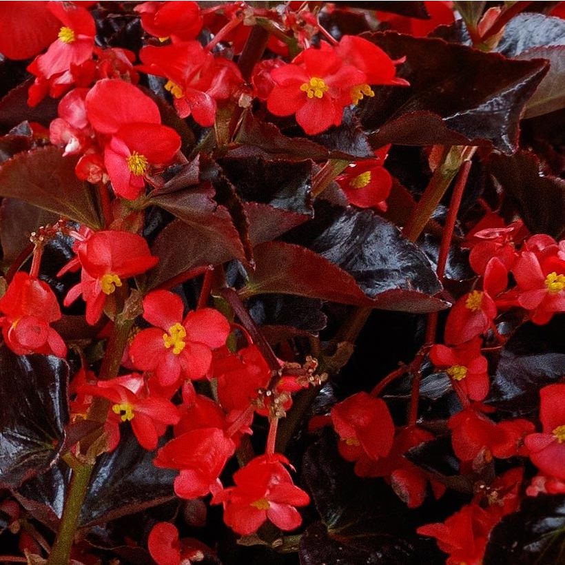 Begonia Viking Bronze Red (Floración)