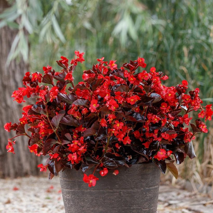 Begonia Viking Bronze Red (Porte)