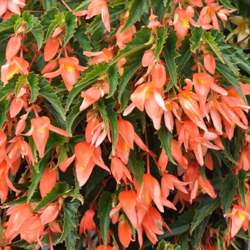 Begonia Summerwings Apricot Improved (Follaje)