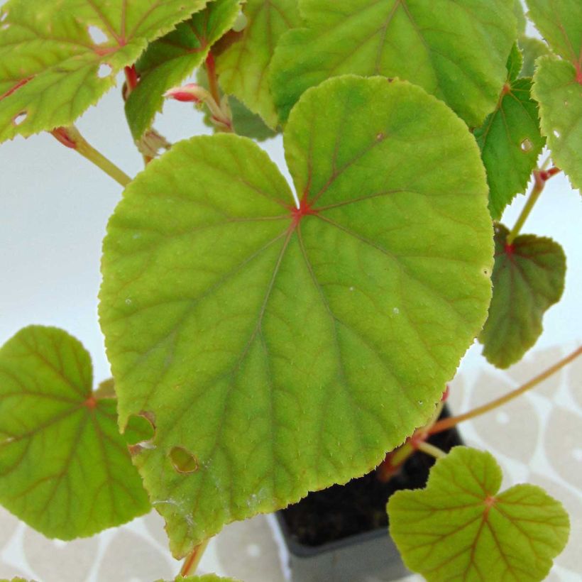 Begonia grandis subsp. evansiana (Follaje)