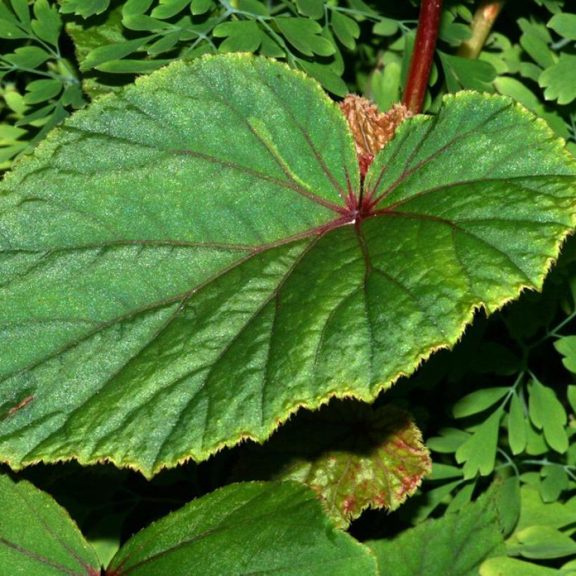 Begonia grandis subsp. evansiana var. alba (Follaje)