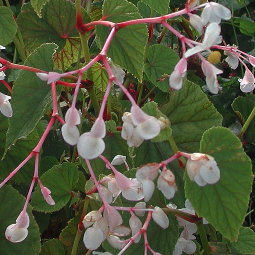 Begonia grandis subsp. evansiana var. alba (Floración)