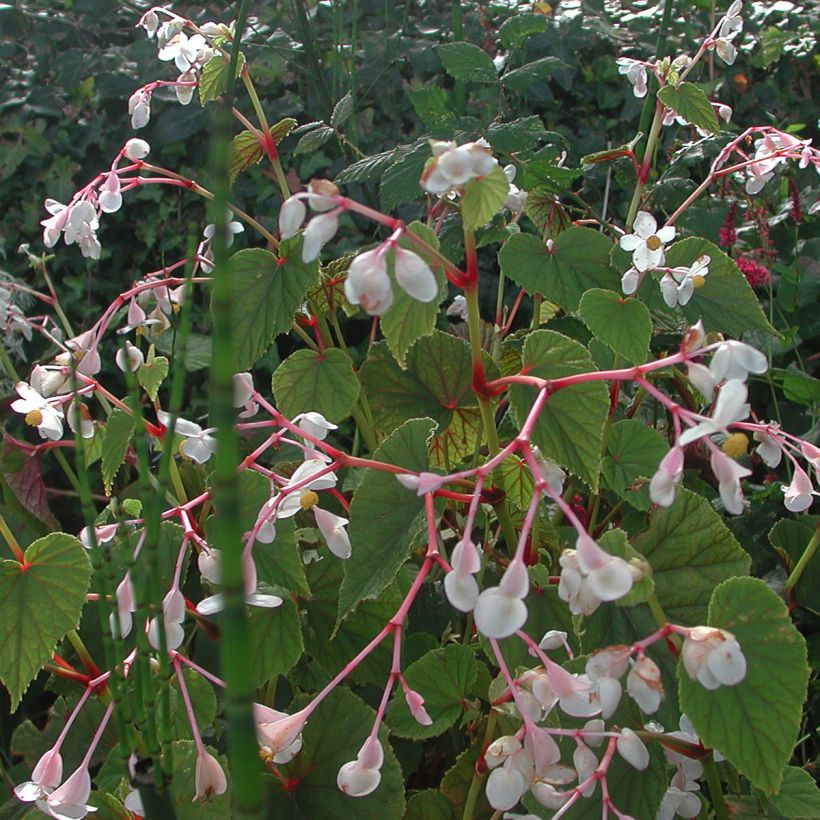 Begonia grandis subsp. evansiana var. alba (Porte)