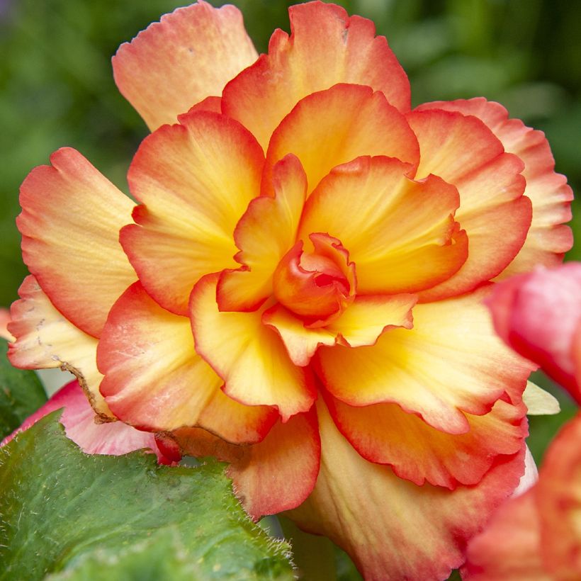 Begonia pendula Tuberhybrida Golden Balcony (Floración)