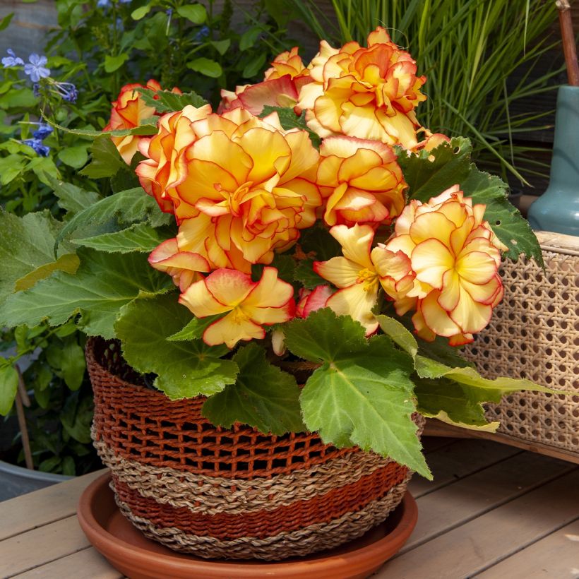 Begonia pendula Tuberhybrida Golden Balcony (Porte)