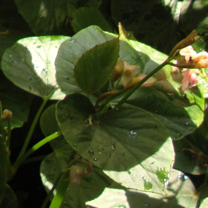 Begonia ravenii (Follaje)