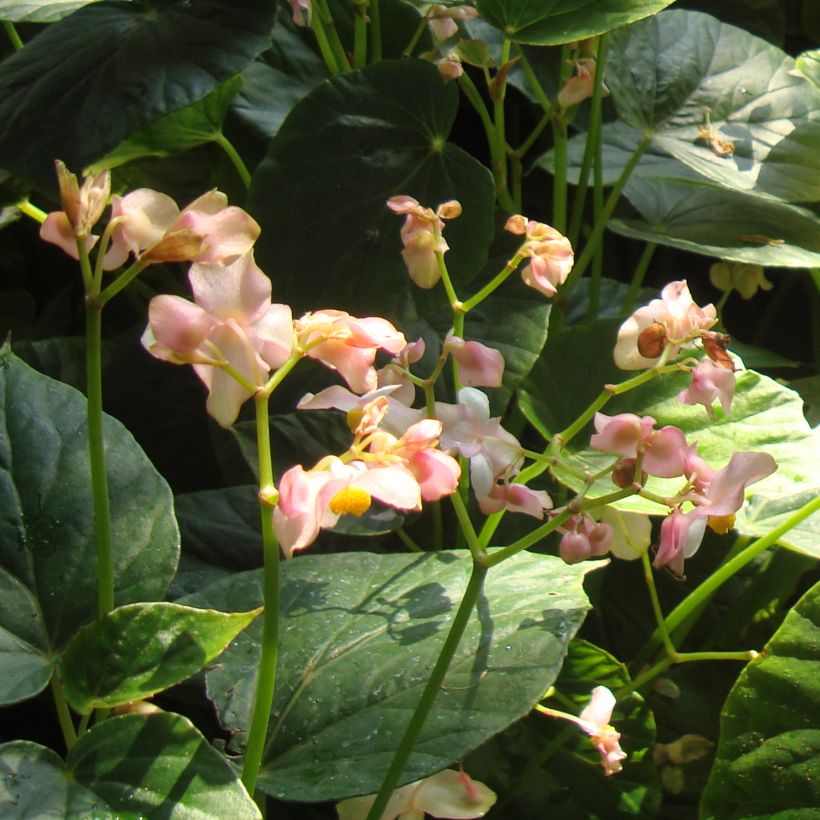 Begonia ravenii (Floración)