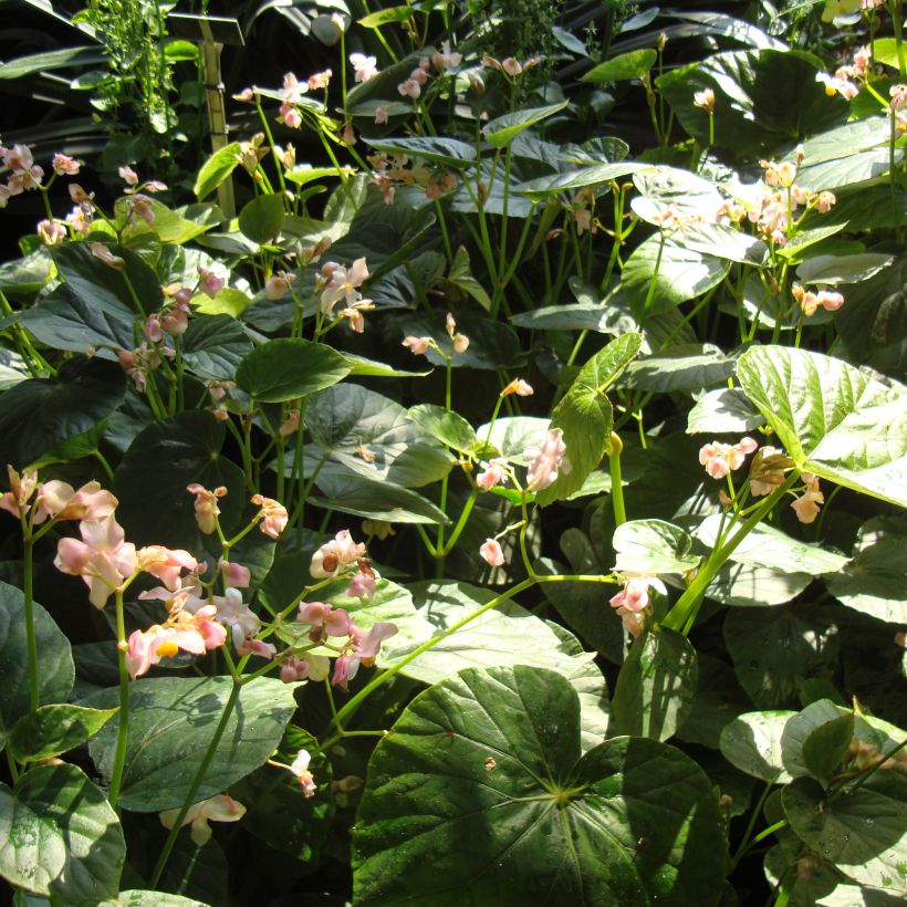 Begonia ravenii (Porte)