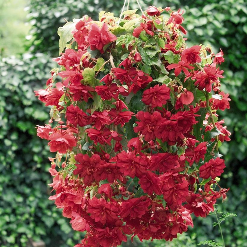 Begonia pendula Illumination Ecarlate (Porte)