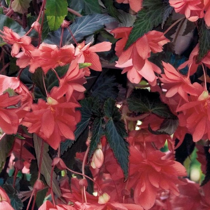 Begonia pendula Illumination Saumon (Follaje)