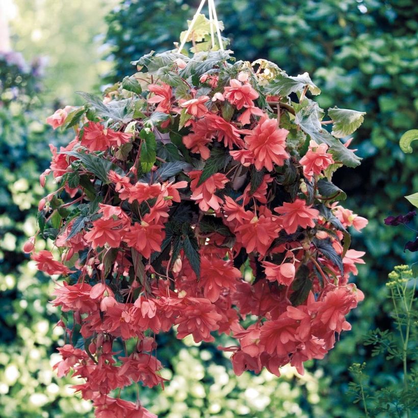 Begonia pendula Illumination Saumon (Porte)