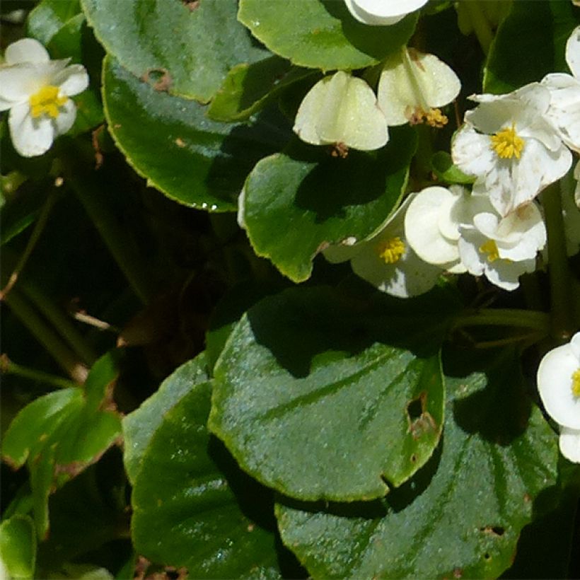 Begonia Siempre-florida Super Olympia White (Follaje)