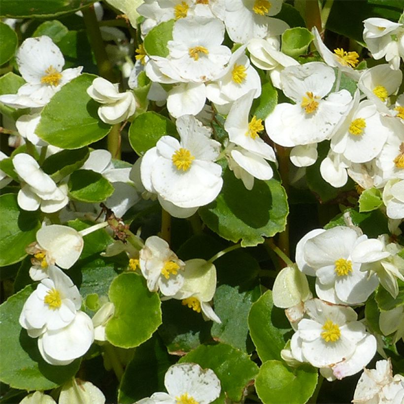 Begonia Siempre-florida Super Olympia White (Floración)