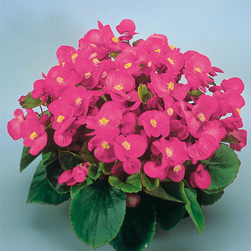 Begonia Siempre-florida Super Olympia rose (Floración)