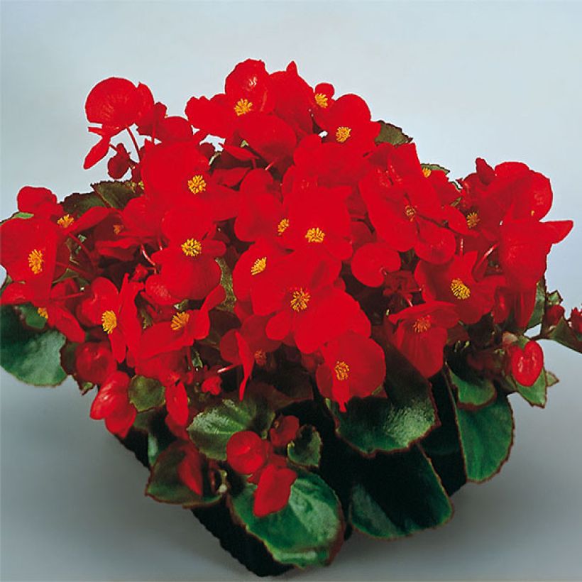 Begonia Siempre-florida Super Olympia Red (Floración)