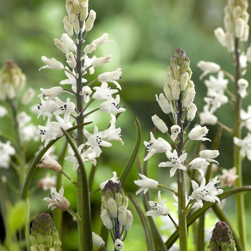 Bellevalia romana - Jacinto romano (Floración)