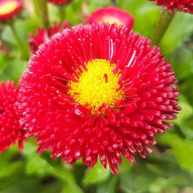 Bellis perennis Roode - Margarita de los prados (Floración)