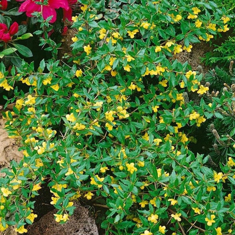 Agracejo - Berberis Chenaultii (Floración)