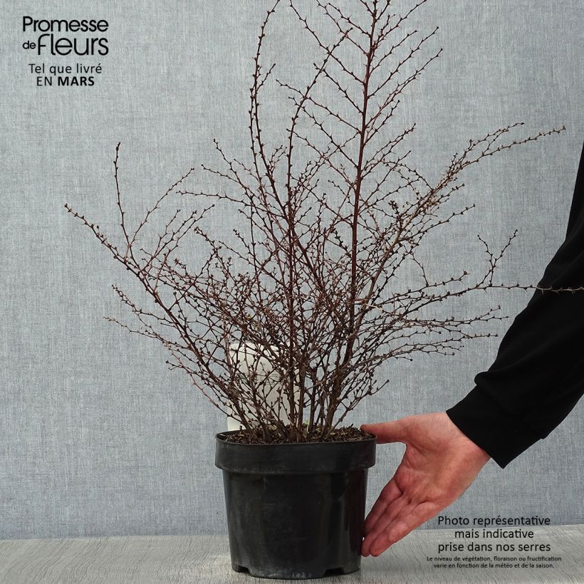 Berberis thunbergii Golden Dream - Épine-vinette Pot de 2L/3L Ejemplar entregado en invierno