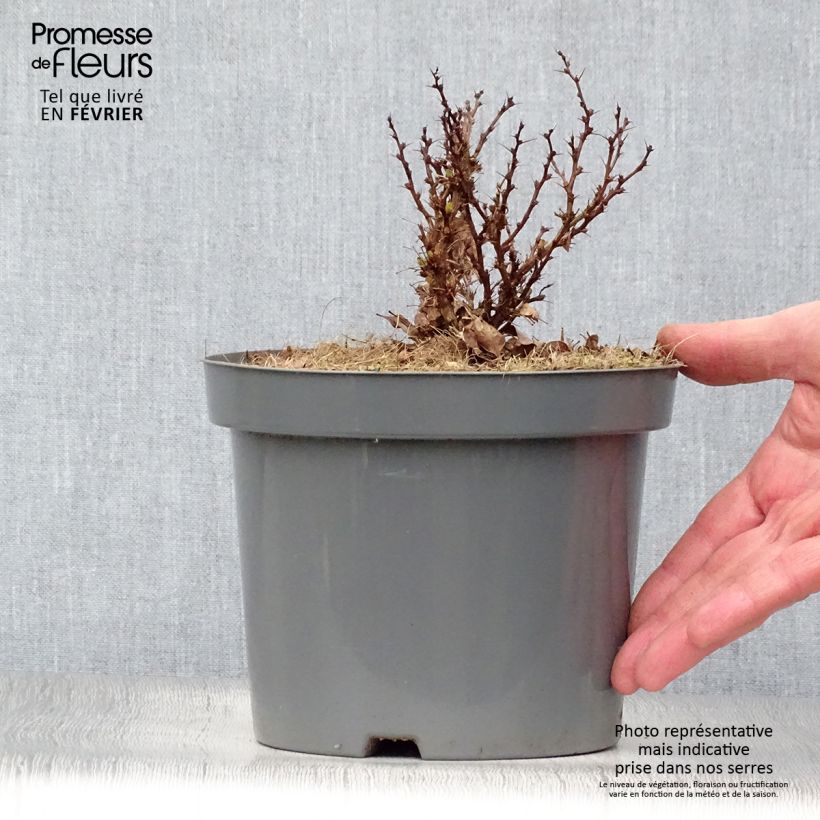 Berberis Thunbergii Bagatelle Pot de 2L/3L Ejemplar entregado en invierno