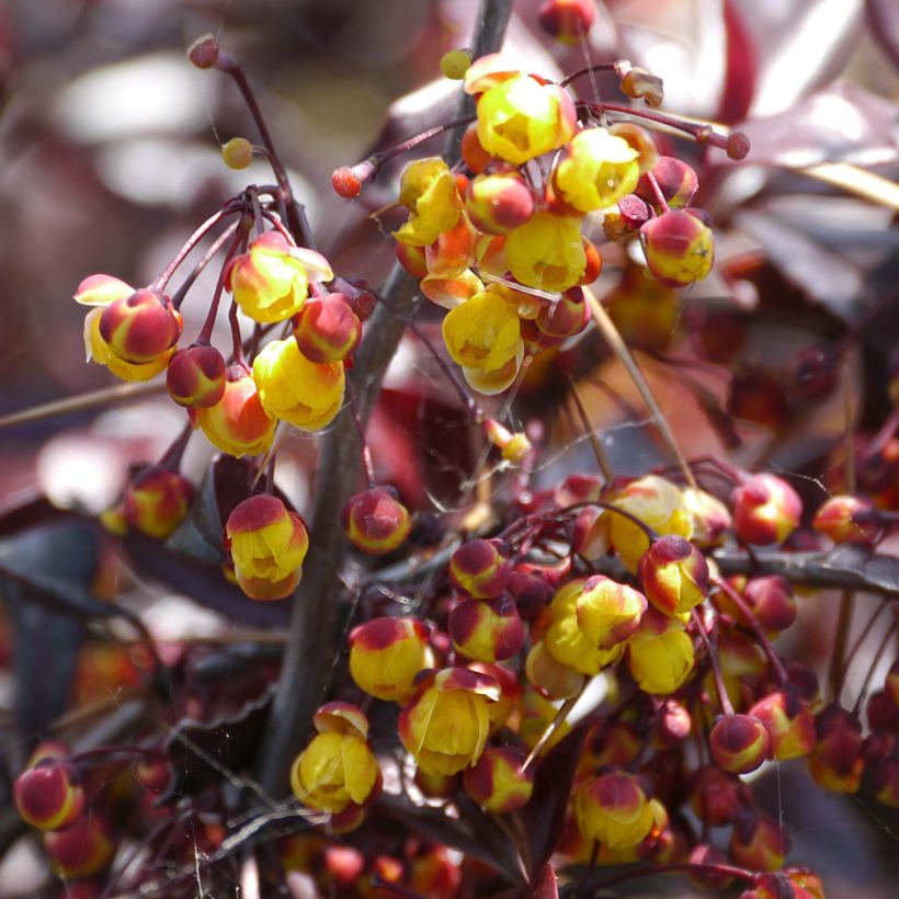 Agracejo japonés - Berberis thunbergii Thunderbolt (Floración)