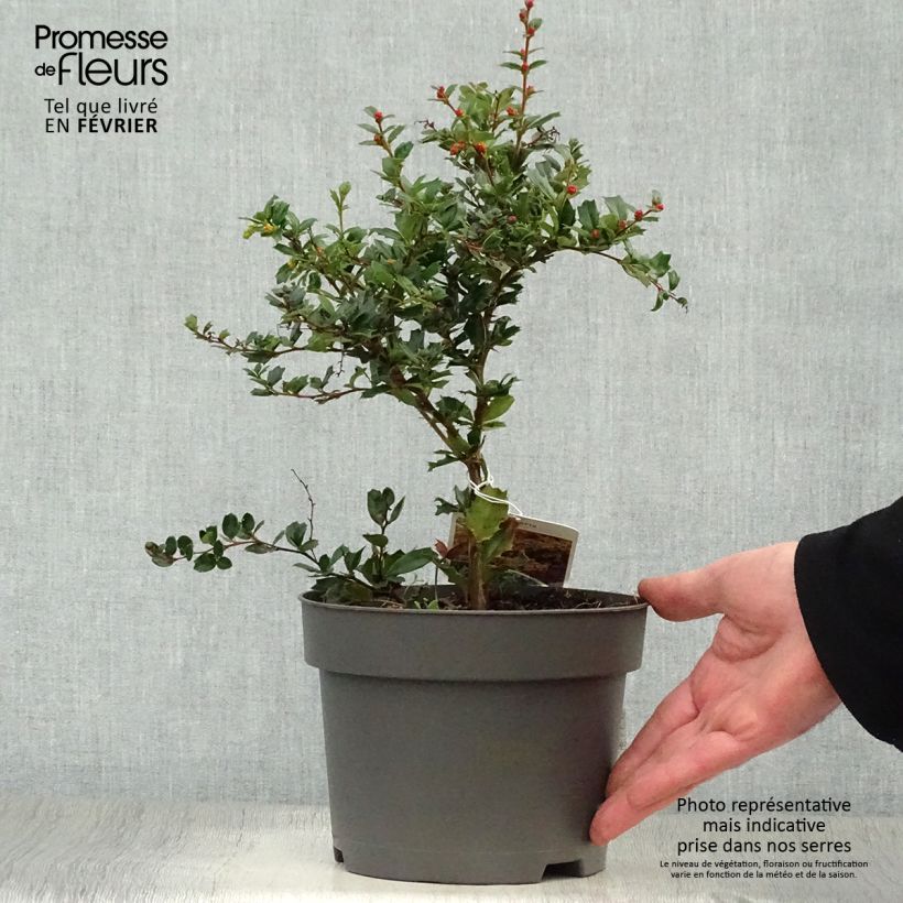 Berberis darwinii 25/30cm en pot de 2L. Ejemplar entregado en invierno